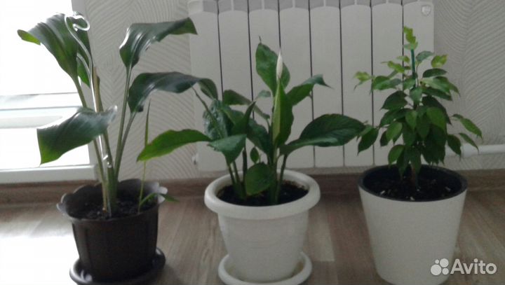 Фикус и другие