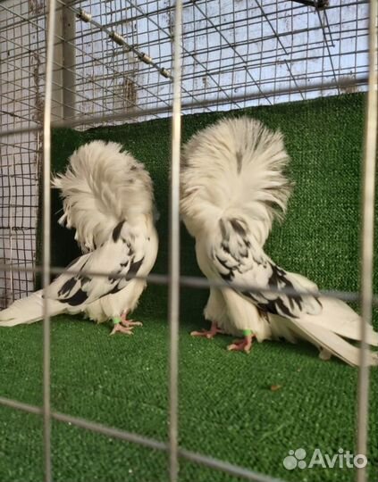 Продажа голубей