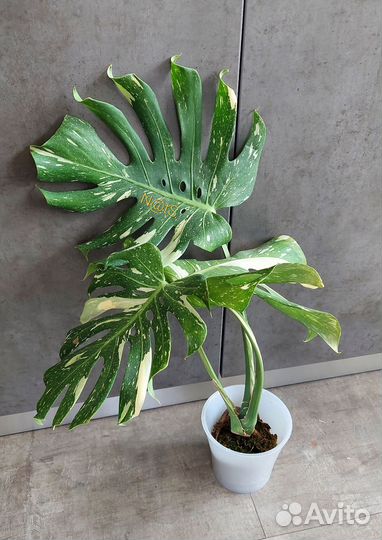 Монстера Тайское Созвездие