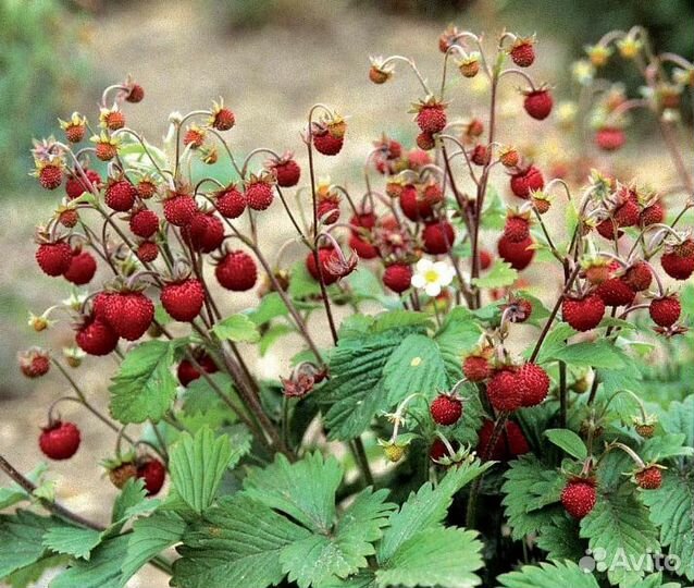 Рассада клубники и земляники