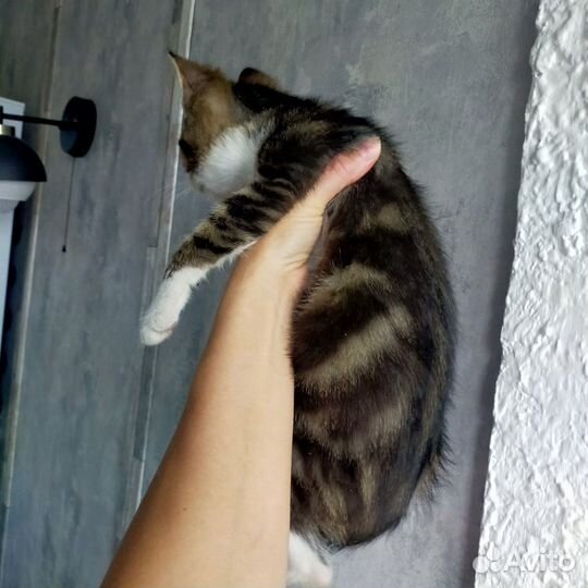 Котенок мальчик