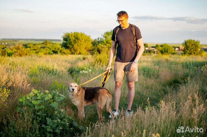 Русская гончая из приюта в добрые руки бесплатно