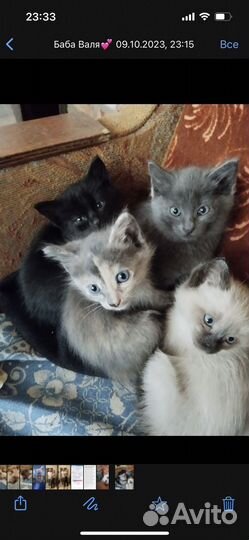 Котята в добрые руки