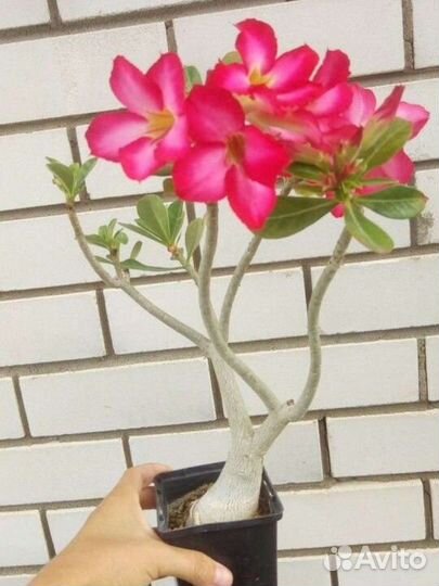 Адениумы микс