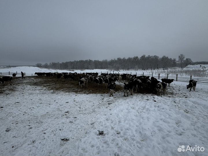 Телки/нетели