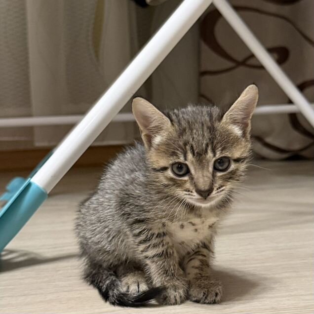 Котёнок в добрые руки