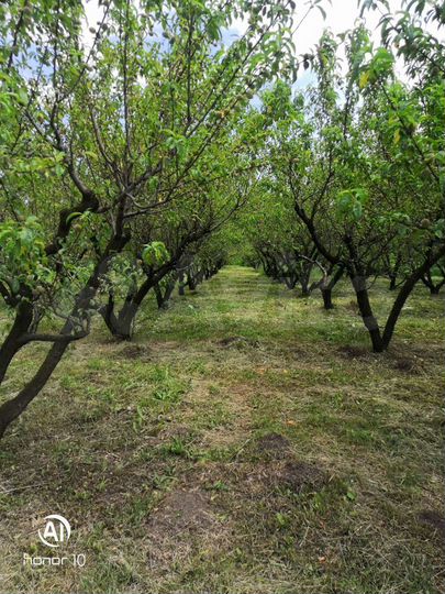 Участок 12 га (СНТ, ДНП)