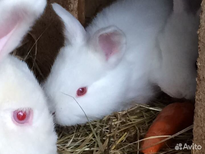 Кролики нзб