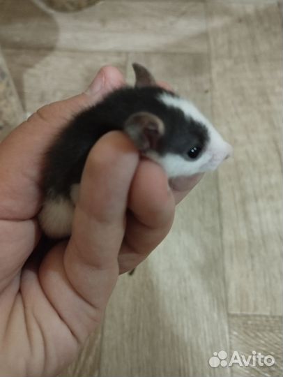 Крыса дамбо