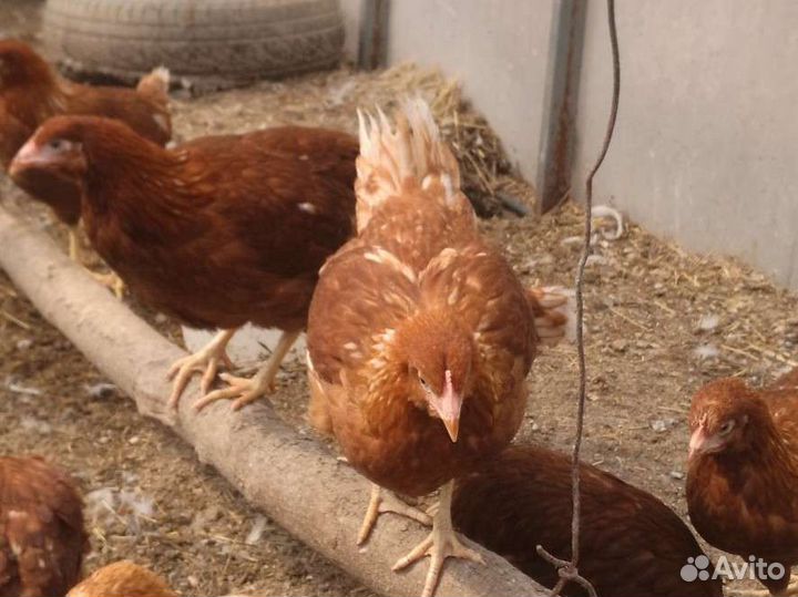 Бройлер, утята, гусята, клуша