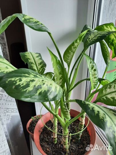 Диффенбахия камилла