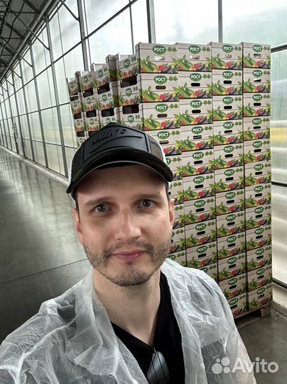 Готовый бизнес на сборе томатов - круглый год