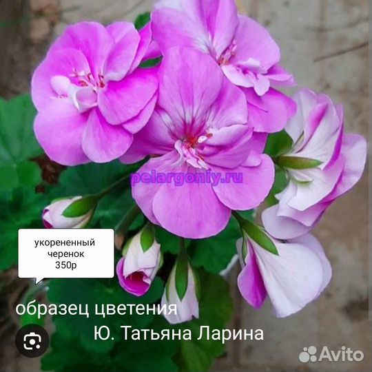 Пеларгония герань сортовая