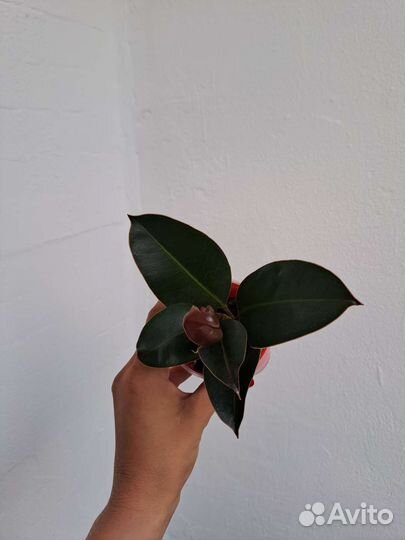 Фикус Тинеке, Мелани, эластика