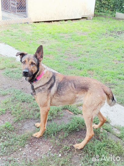 Немецкая овчарка