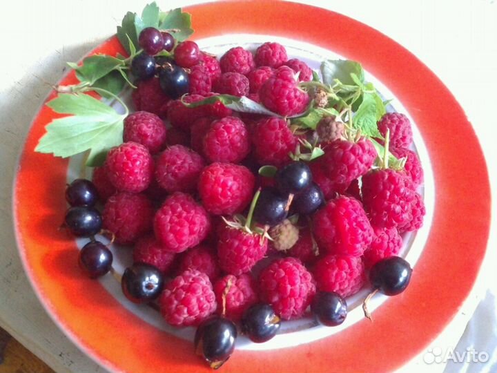 Малина ремонтантная саженцы