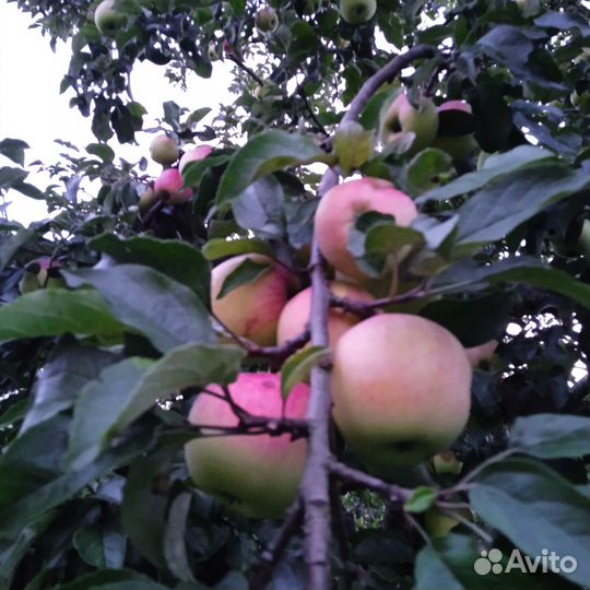 Яблоки сладкие, помидоры, заготовки