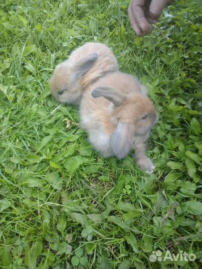 Декоративные кролики вислоухие