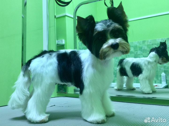 Грумер Стрижка собак и кошек