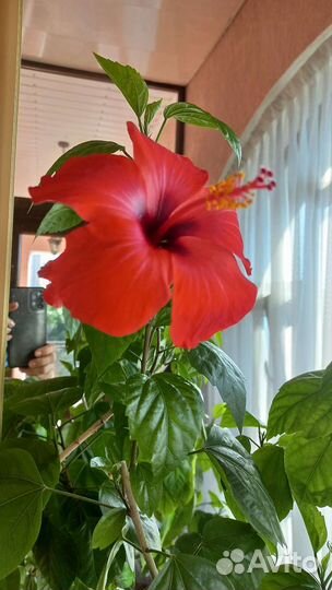 Комнатные растения