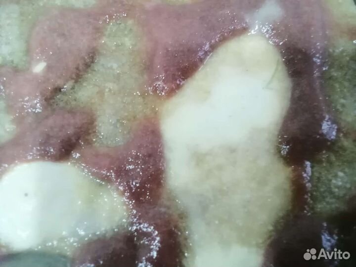 Нематода. Гриндаль. Аулофорус Трубочник