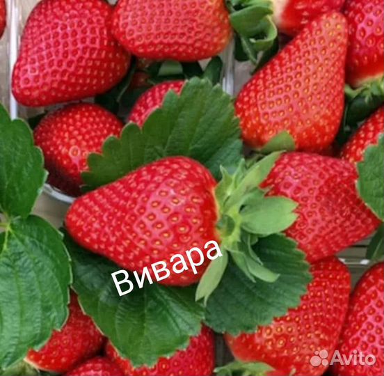 Клубника Вивара. Жасмин.Лапчатка.Севок