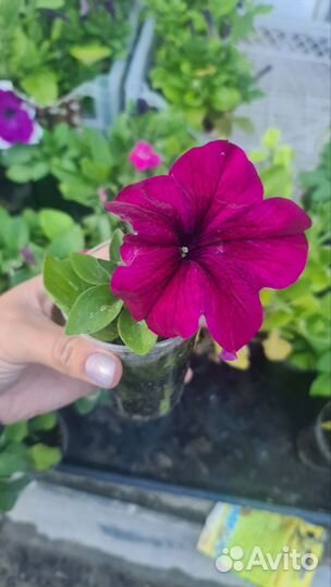 Петунья ампельная