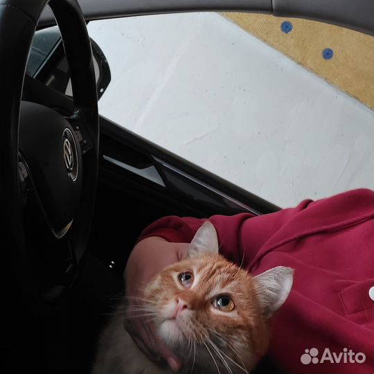 Котик подросток