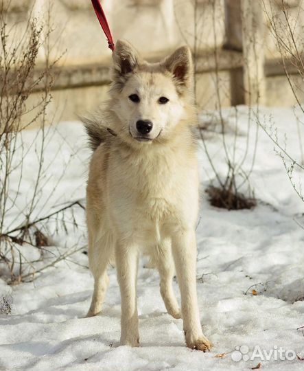 Собака Луна