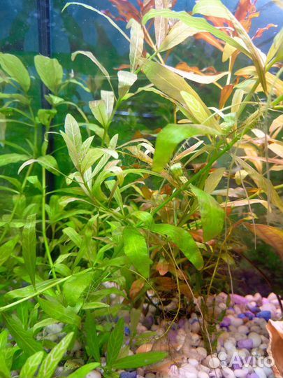 Аквариумные растения Людвигия