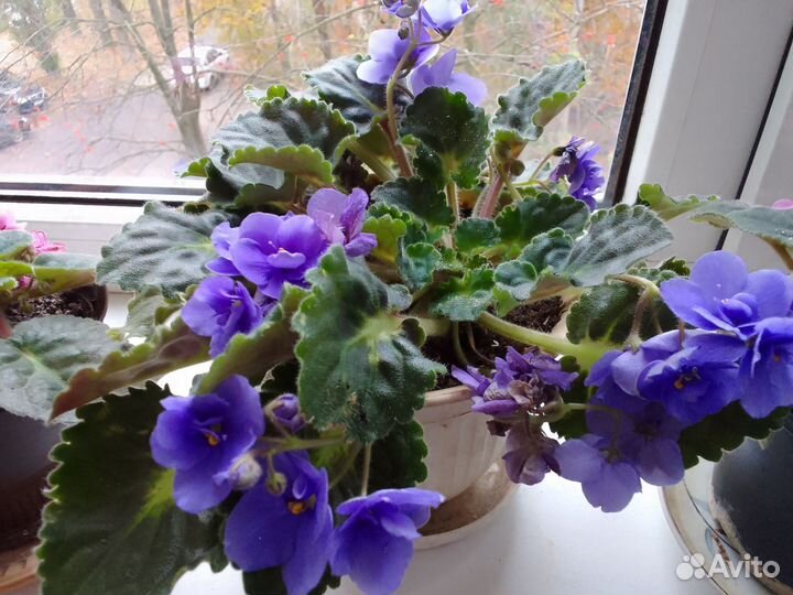 Фиалка в горшках