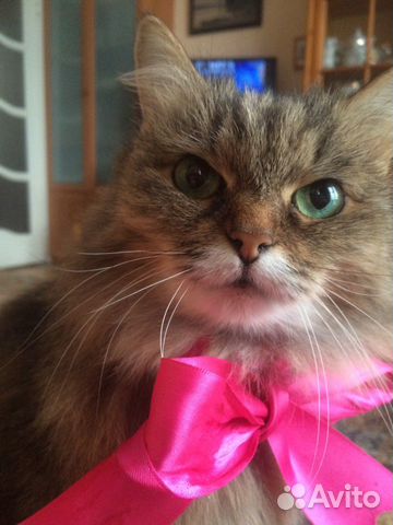 Квартирная Передержка кошек и котов