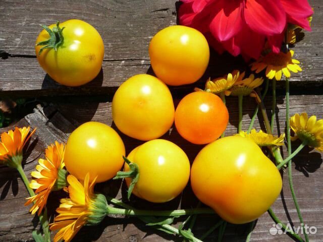 Семена томатов