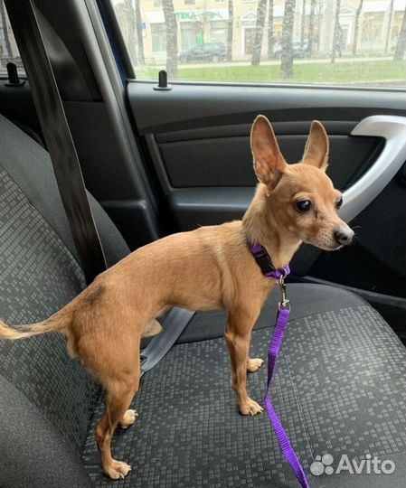 Вязка собак