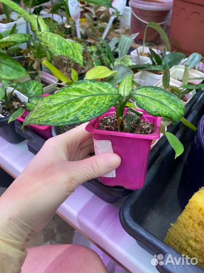 Домашние цветы