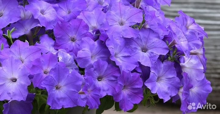 Петуния ампельная рассада