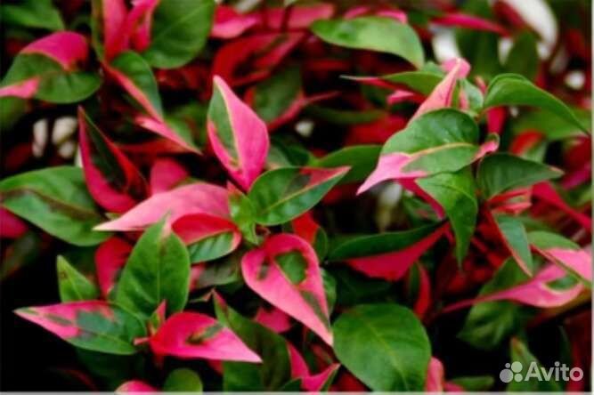 Альтернантера