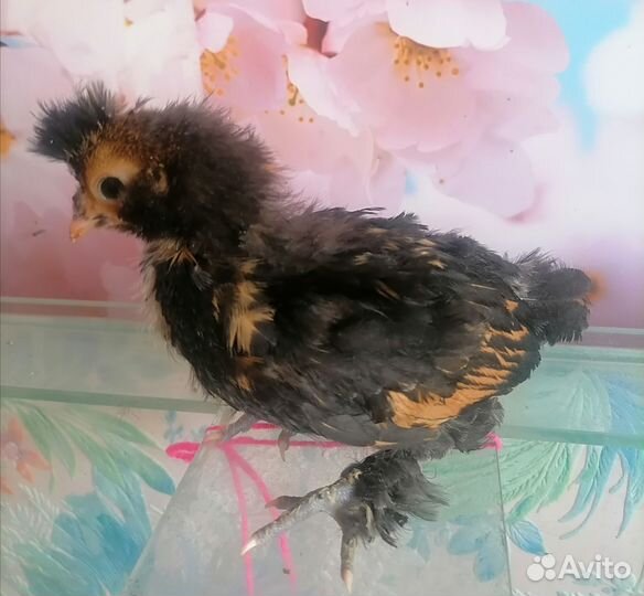 Павловские цыплята