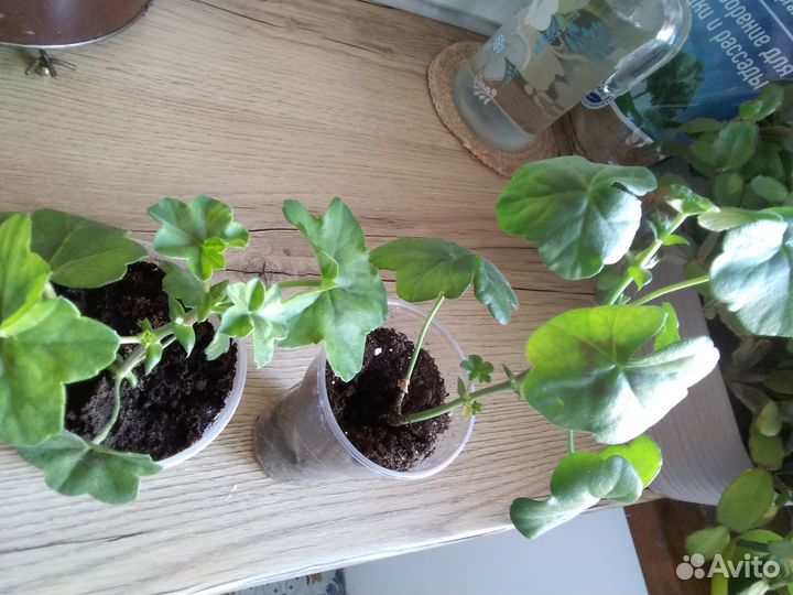 Pac Viva Carolina, Бугенвиллия