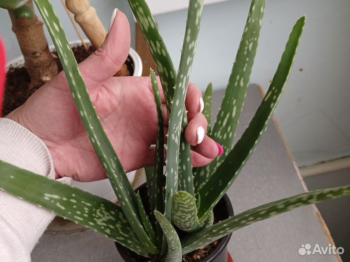 Алоэ вера лечебный