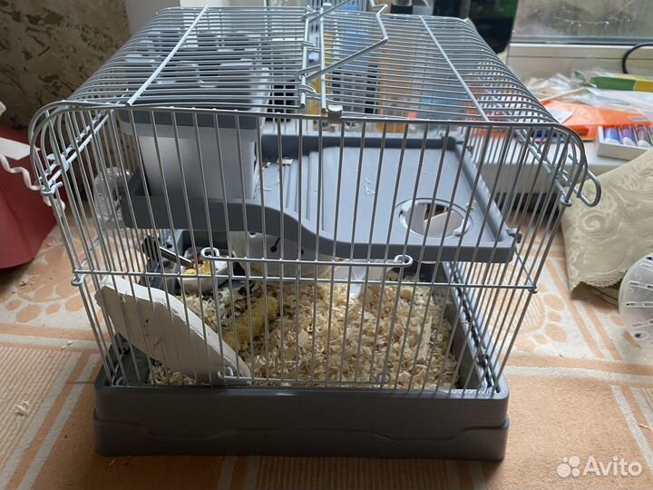 Джунгарский хомяк