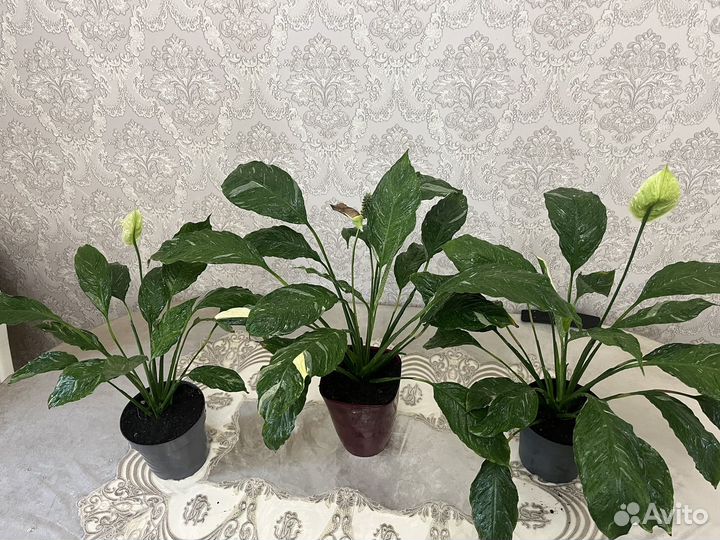 Спатифиллум Даймонд