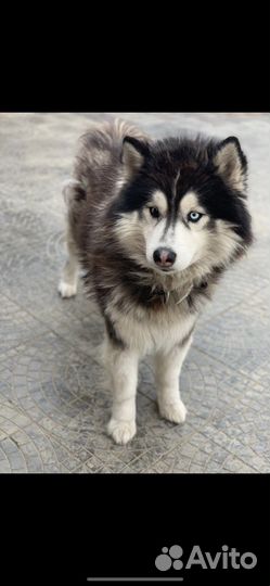 Отдам собаку в добрые руки