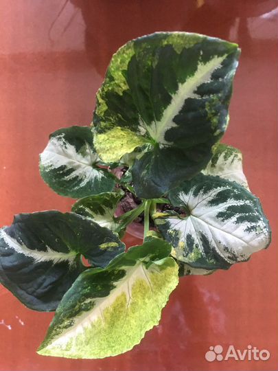 Сингониум Яичница