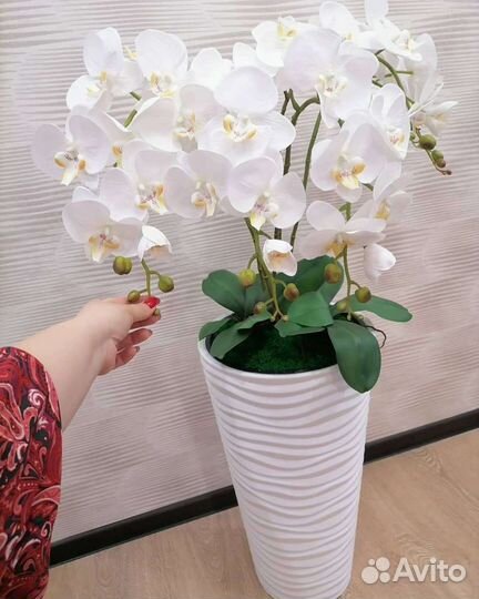 Орхидея фаленопсис