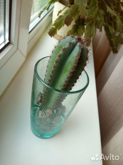 Листья крепкие. 5 лет