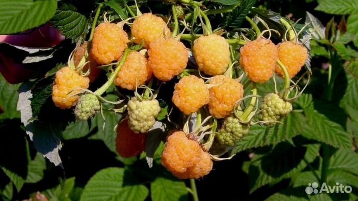 Малина желтый гигант