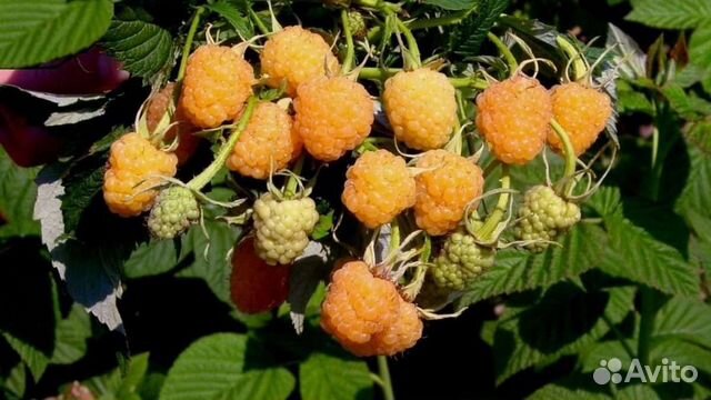Малина желтый гигант