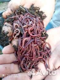 Черви для рыбалки, Дендробена, Выползок, опарыш