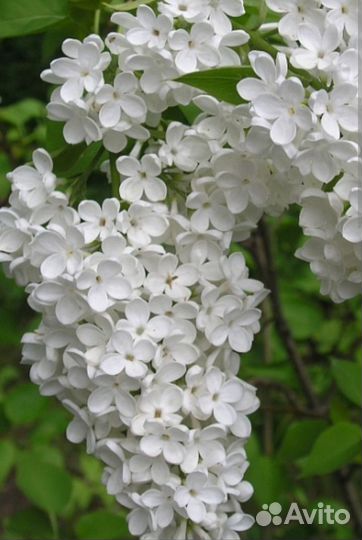 Саженцы сирени